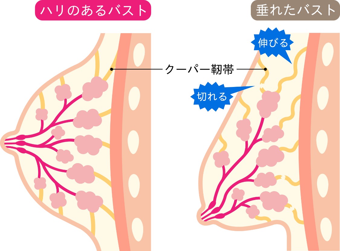 バストが削げたら「老化」のサイン…！？